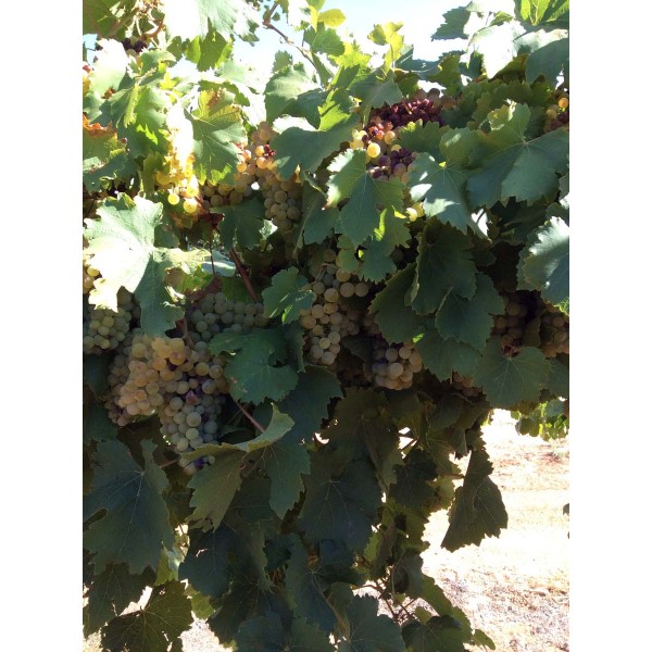 Bacchus 1 Field