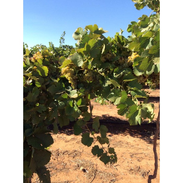 Savagnin 1 Field