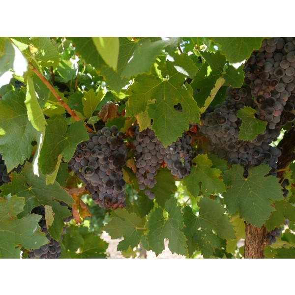 Aglianico Field 1