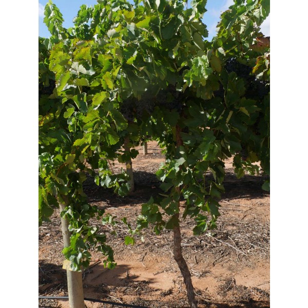 Aglianico Field 2