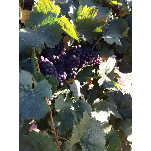 Brachetto 1 Field