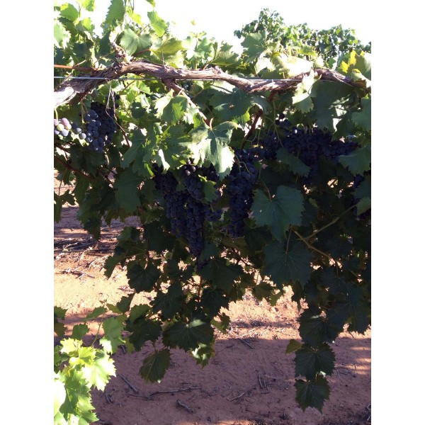 Chambourcin 1 Field