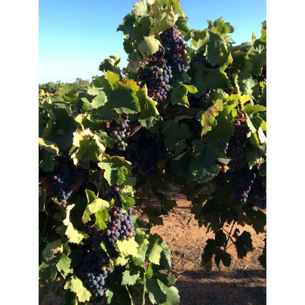Carignan 1 Field
