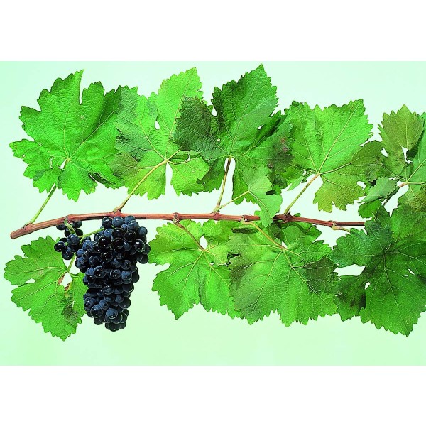 Carignan Studio