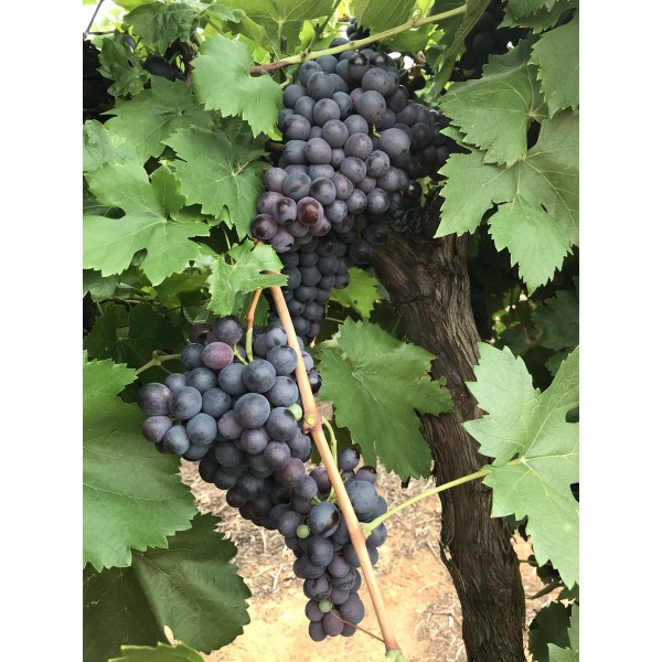 Cinsaut Field 1
