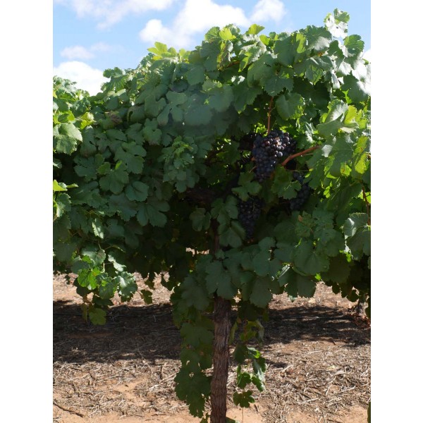 Cinsaut Field 2