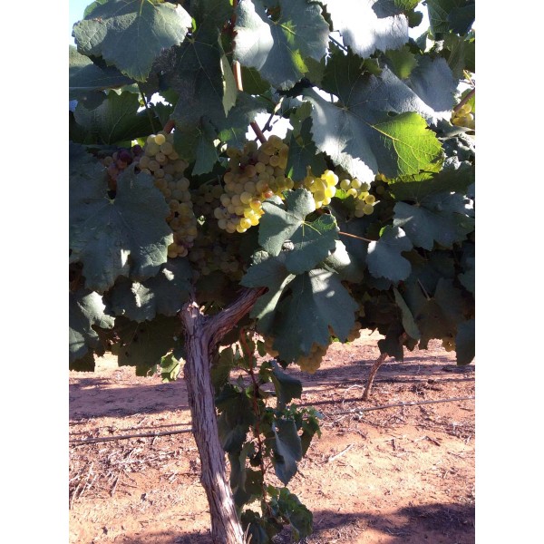Chardonnay 1 Field