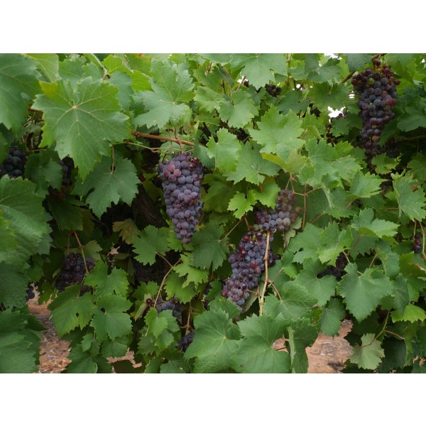 Grey Riesling Field 1