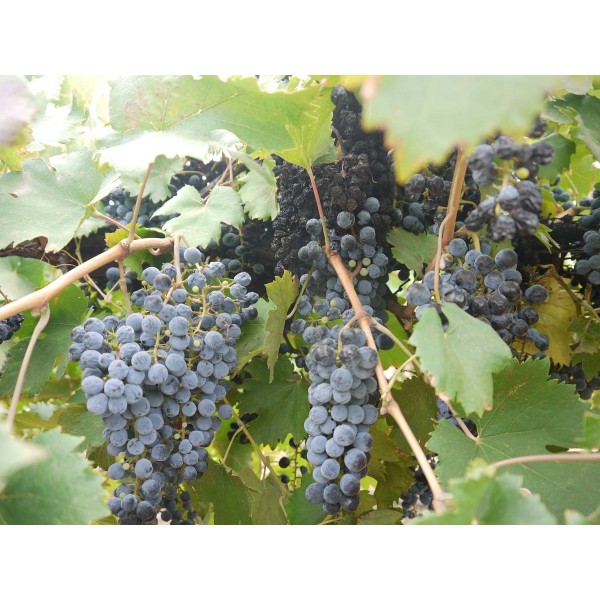 Lambrusco 1 Field