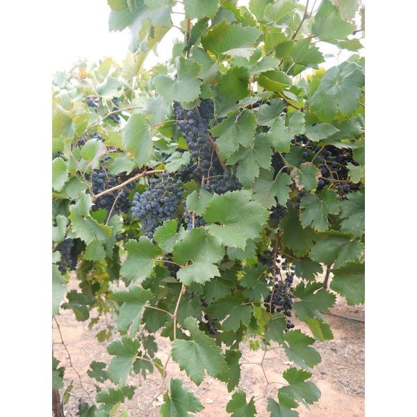 Lambrusco 2 Field
