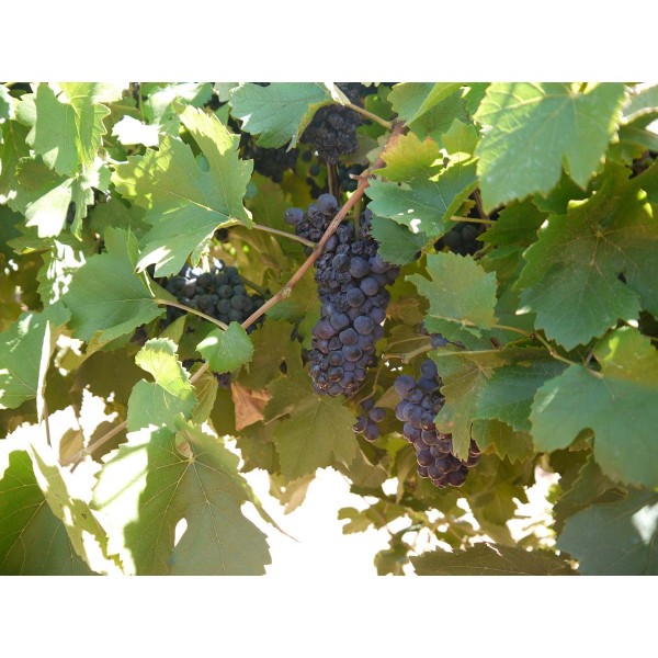 Pinot Noir 1 Field