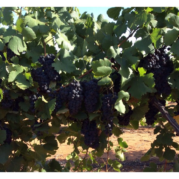Pinot Noir 2 Field