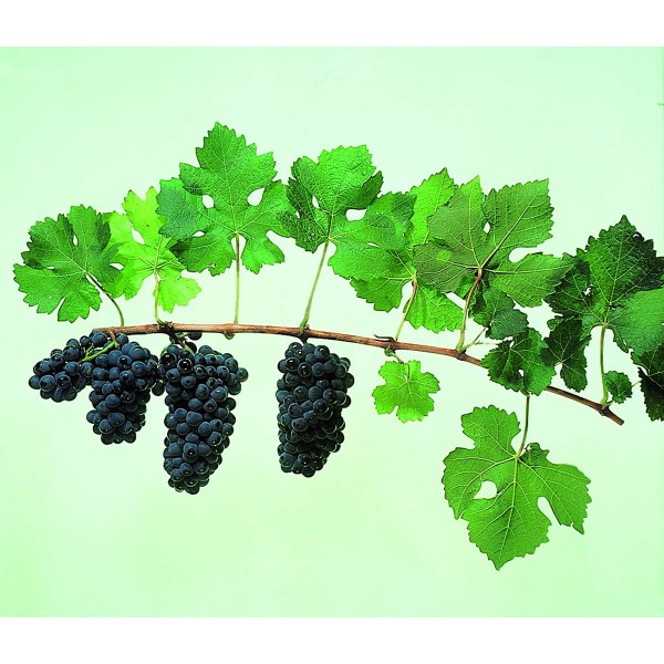 Pinot Noir Studio