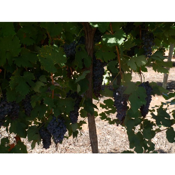 Nebbiolo Field 1