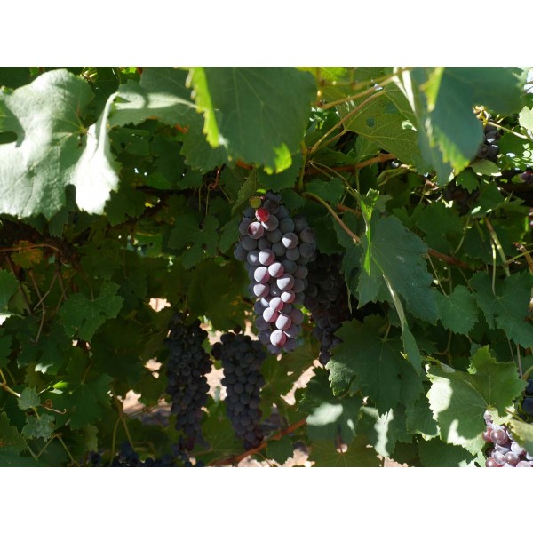 Nebbiolo Field 2