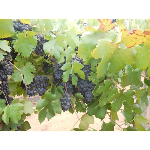 Pinotage 1 Field