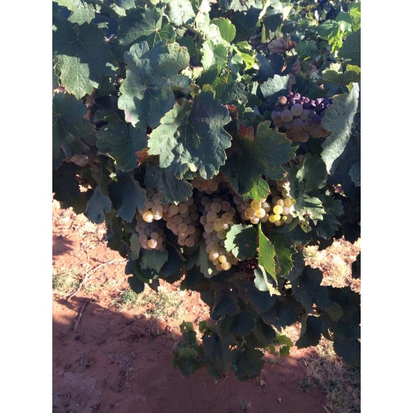 Riesling 1 Field