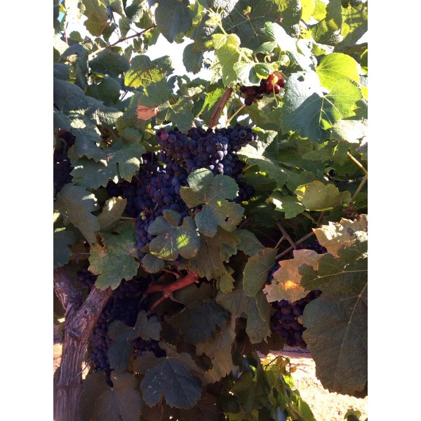 Tannat 1 Field