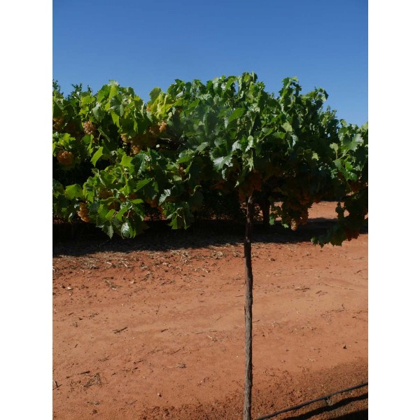 SV39 639 Field 2