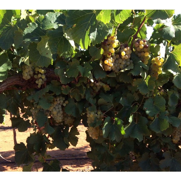 Semillon 1 Field