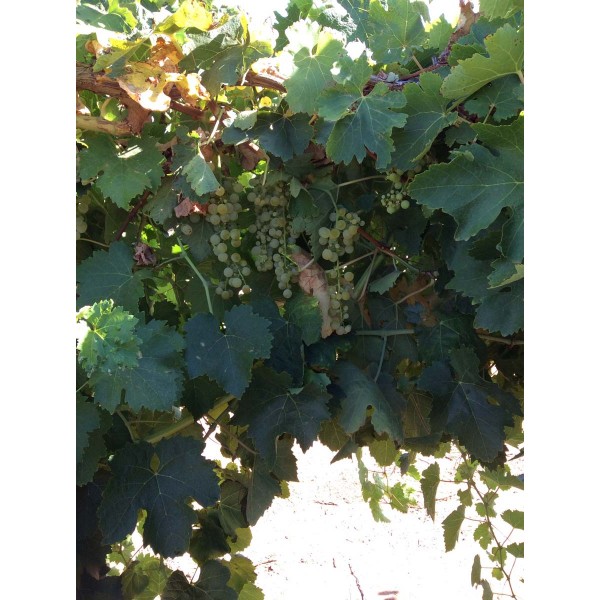 Trebbiano 2 Field