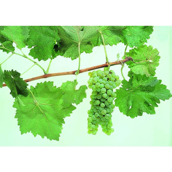 Trebbiano Studio