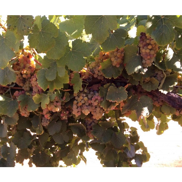 Traminer 1 Field