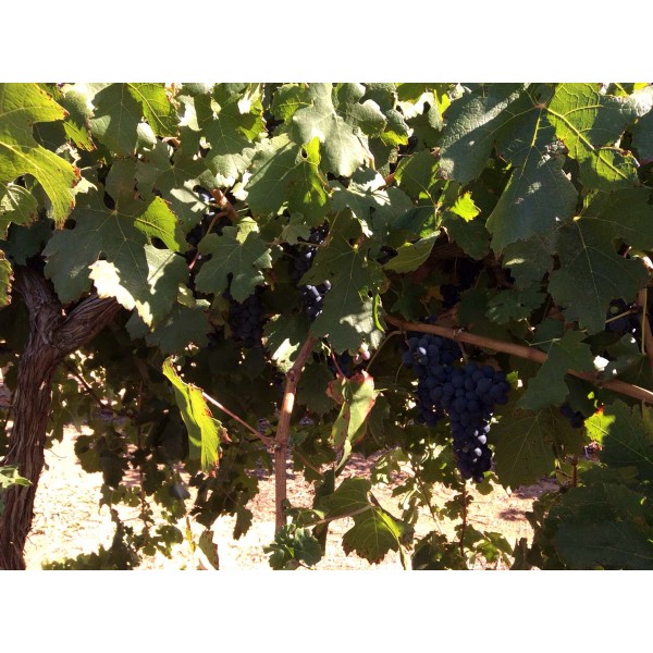 Carmenere 1 Field