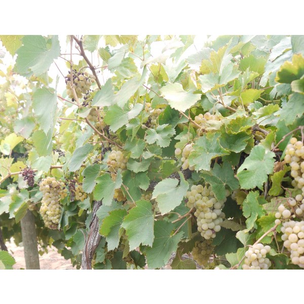 Vernaccia 1 Field