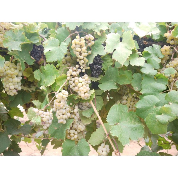 Vernaccia 2 Field