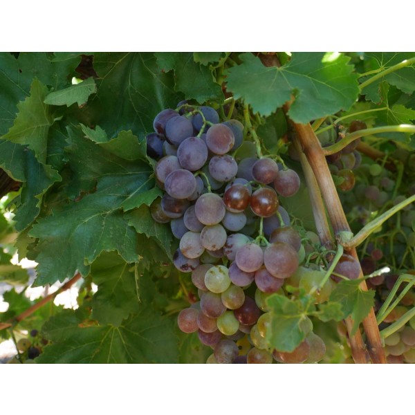 Cereza Field 1