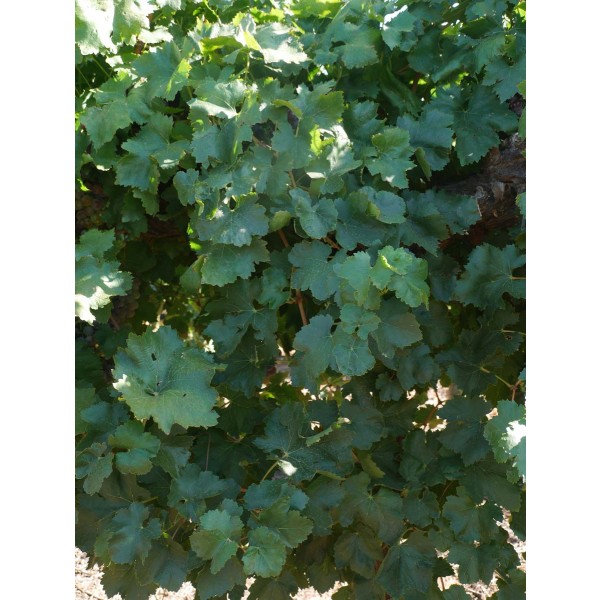 Cereza Field 2