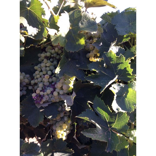 Clairette 1 Field