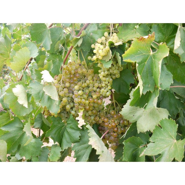 Farana 1 Field