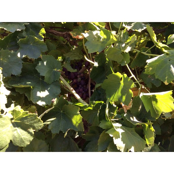 Kishmishi 2 Field