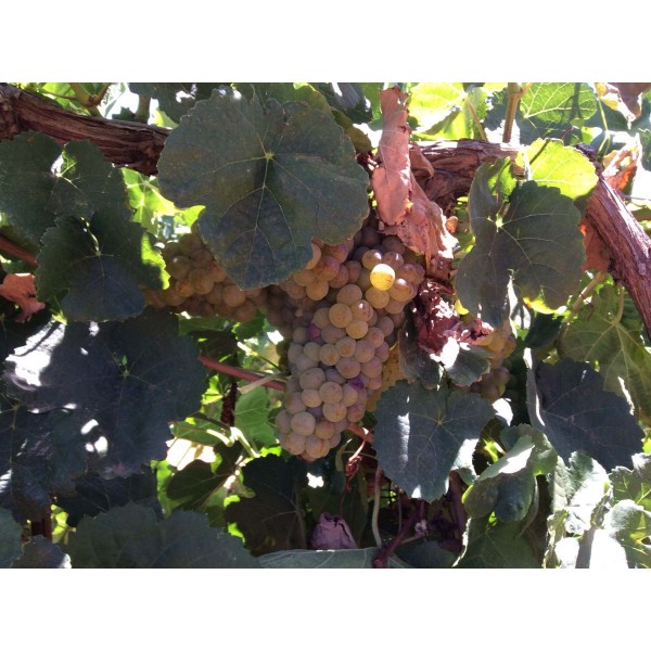 Marsanne 1 Field