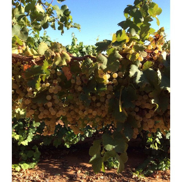 Chasselas 1 Field