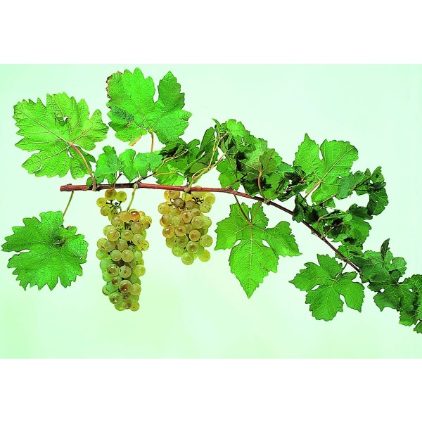 Chasselas Studio