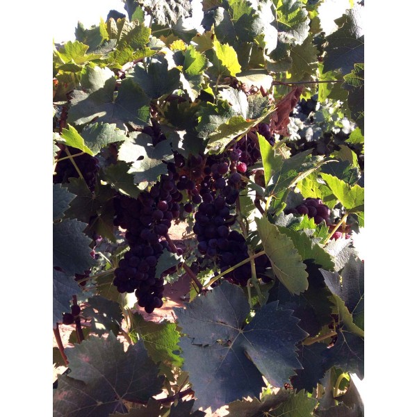 Muscat a petits grand rouge 1 Field
