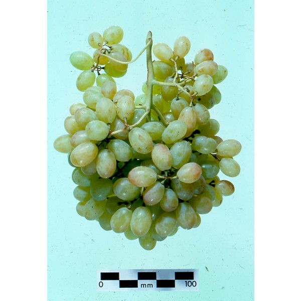 Emerald Seedless +GA Studio