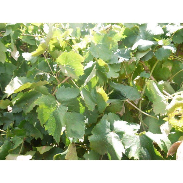 Sunmuscat 1 Field
