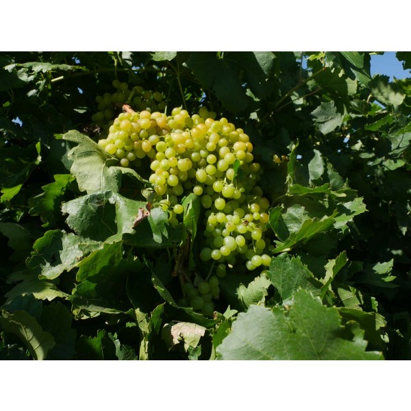 Summer Muscat Field 1