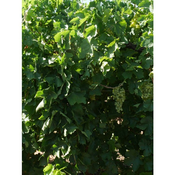 Sultana Field 2