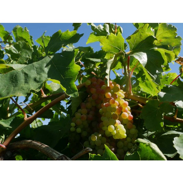 Red Sultana Field 1