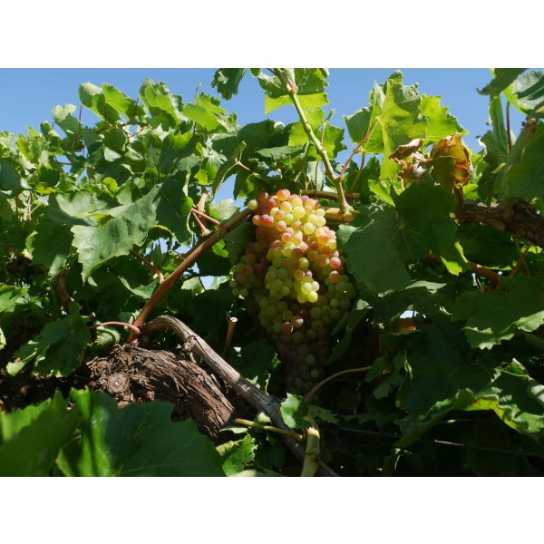 Red Sultana Field 2