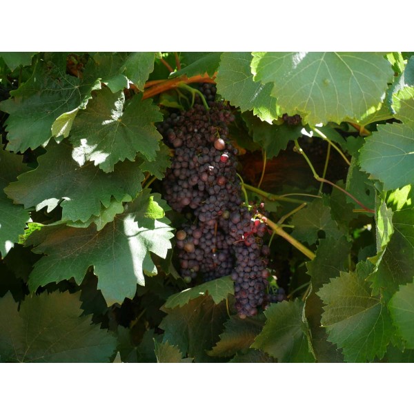 Zante Currant Field 1