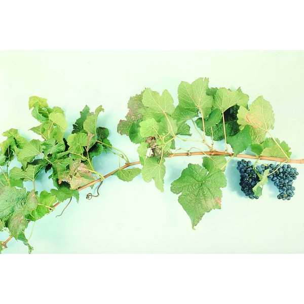 Petit Verdot Studio