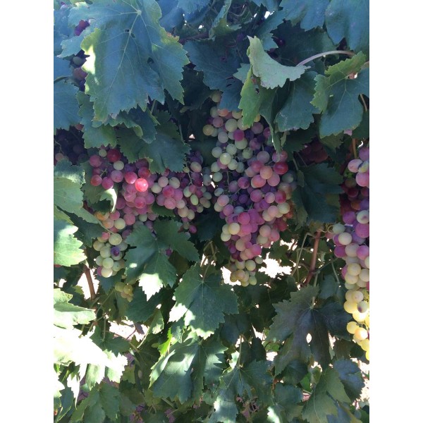Red Malaga 1 Field