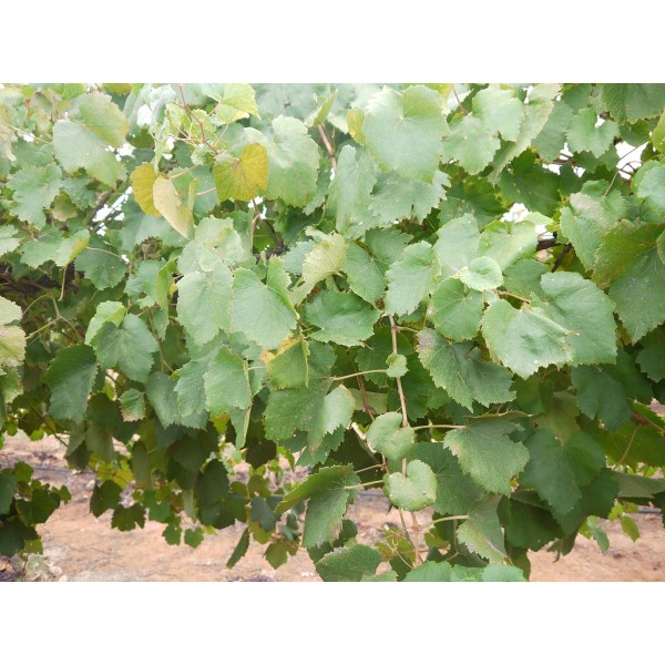 Verduzzo 1 Field