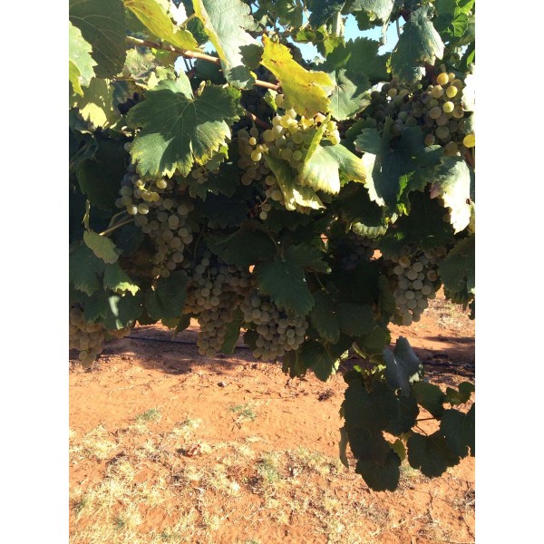 Verduzzo 2 Field